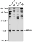 Anti-Gremlin 1 antibody used in Western Blot (WB). GTX66072