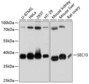 Anti-SEC13L1 antibody used in Western Blot (WB). GTX66073