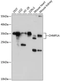 Anti-CHMP1A antibody used in Western Blot (WB). GTX66074
