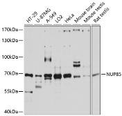 Anti-Pericentrin 1 antibody used in Western Blot (WB). GTX66075