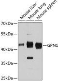 Anti-GPN1 antibody used in Western Blot (WB). GTX66090