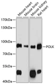 Anti-POLK antibody used in Western Blot (WB). GTX66099