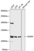 Anti-Aminopeptidase A antibody used in Western Blot (WB). GTX66100