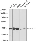 Anti-MRPS22 antibody used in Western Blot (WB). GTX66109