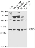 Anti-MTIF3 antibody used in Western Blot (WB). GTX66110