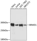 Anti-WDR9 antibody used in Western Blot (WB). GTX66112