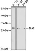 Anti-SLAP2 antibody used in Western Blot (WB). GTX66120