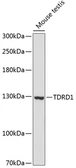 Anti-TDRD1 antibody used in Western Blot (WB). GTX66131