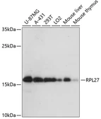 Anti-RPL27 antibody used in Western Blot (WB). GTX66153