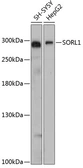 Anti-SorLA antibody used in Western Blot (WB). GTX66154