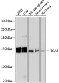 Anti-Integrin alpha 8 antibody used in Western Blot (WB). GTX66156