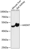 Anti-Aminoadipate aminotransferase antibody used in Western Blot (WB). GTX66160