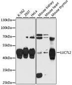 Anti-LUC7L2 antibody used in Western Blot (WB). GTX66161