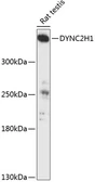 Anti-DYNC2H1 antibody used in Western Blot (WB). GTX66167