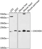 Anti-CHCHD4 antibody used in Western Blot (WB). GTX66169