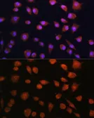 Anti-RPS19BP1 antibody used in Immunocytochemistry/ Immunofluorescence (ICC/IF). GTX66186