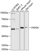 Anti-PAPD4 antibody used in Western Blot (WB). GTX66187