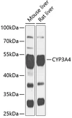 Anti-CYP3A4 antibody used in Western Blot (WB). GTX66192