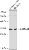 Anti-SLC25A14 antibody used in Western Blot (WB). GTX66201