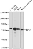 Anti-Edc3 antibody used in Western Blot (WB). GTX66203