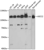 Anti-ASCC2 antibody used in Western Blot (WB). GTX66208