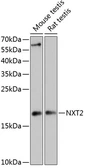 Anti-NXT2 antibody used in Western Blot (WB). GTX66213