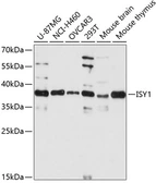 Anti-ISY1 antibody used in Western Blot (WB). GTX66214