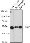 Anti-GAS7 antibody used in Western Blot (WB). GTX66234