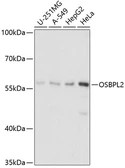 Anti-OSBPL2 antibody used in Western Blot (WB). GTX66235