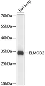 Anti-ELMOD2 antibody used in Western Blot (WB). GTX66263