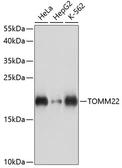 Anti-TOMM22 antibody used in Western Blot (WB). GTX66265
