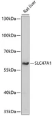 Anti-SLC47A1 antibody used in Western Blot (WB). GTX66266