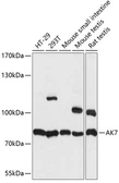 Anti-Adenylate kinase 7 antibody used in Western Blot (WB). GTX66272