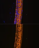 Anti-MYH13 antibody used in IHC (Paraffin sections) (IHC-P). GTX66275
