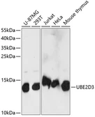 Anti-UBE2D3 antibody used in Western Blot (WB). GTX66278