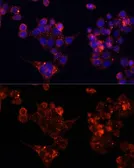 Anti-B4GALT4 antibody used in Immunocytochemistry/ Immunofluorescence (ICC/IF). GTX66282