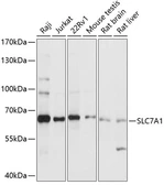 Anti-SLC7A1 antibody used in Western Blot (WB). GTX66289