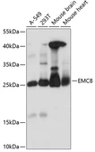 Anti-COX4NB antibody used in Western Blot (WB). GTX66298