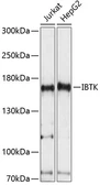Anti-IBTK antibody used in Western Blot (WB). GTX66301