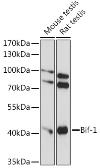 Anti-Bif-1 antibody used in Western Blot (WB). GTX66305