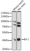 Anti-Bif-1 antibody used in Western Blot (WB). GTX66305