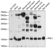 Anti-PPIL1 antibody used in Western Blot (WB). GTX66307