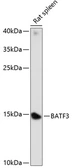Anti-BATF3 antibody used in Western Blot (WB). GTX66309
