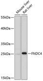 Anti-FNDC4 antibody used in Western Blot (WB). GTX66311