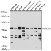 Anti-UNC5B antibody used in Western Blot (WB). GTX66317