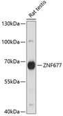 Anti-ZNF677 antibody used in Western Blot (WB). GTX66318