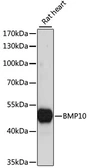 Anti-BMP10 antibody used in Western Blot (WB). GTX66321