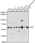 Anti-NFIC antibody used in Western Blot (WB). GTX66327