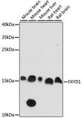 Anti-FXYD1 antibody used in Western Blot (WB). GTX66328