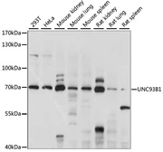 Anti-UNC93B1 antibody used in Western Blot (WB). GTX66348